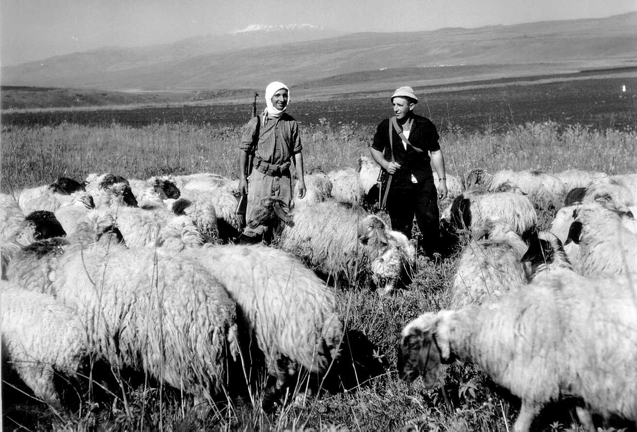 הכבשים במרעה, סמוך לקיבוץ כפר בלום, 1958