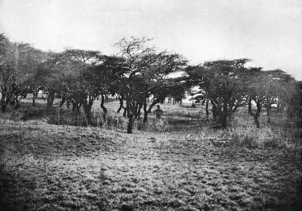 הצמחייה בגואס־נגישו, מתוך דוח המשלחת לאוגנדה