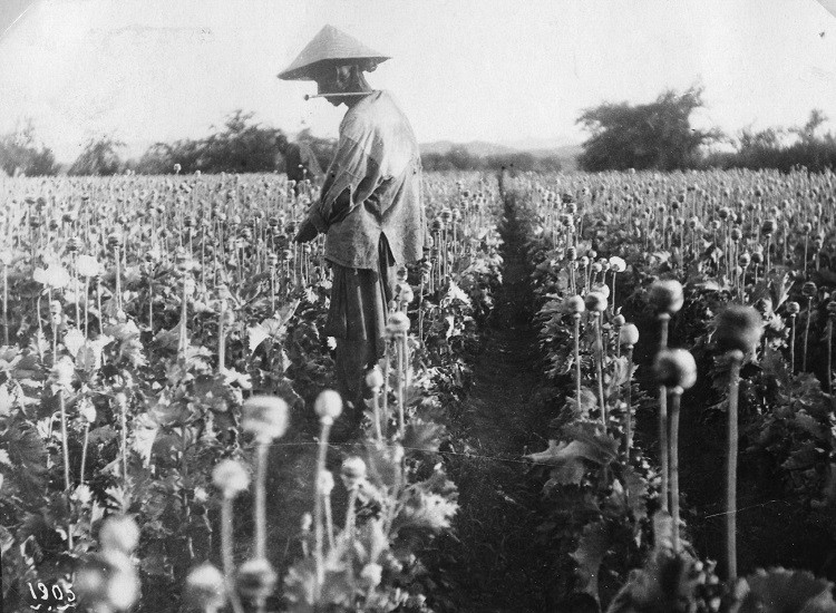 שדות פרג (PHAL\1660140​)