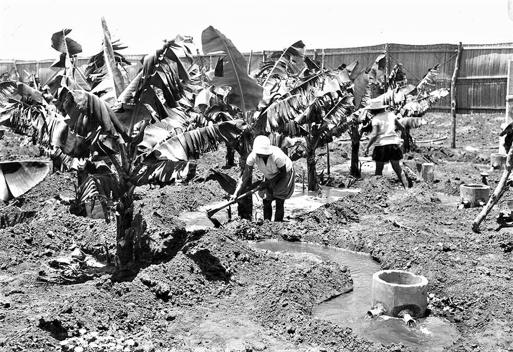 מטעי הבננות במשק הפועלות "עיינות", 1930. אוסף התצלומים של ויצ"ו (PHWI\1245154)