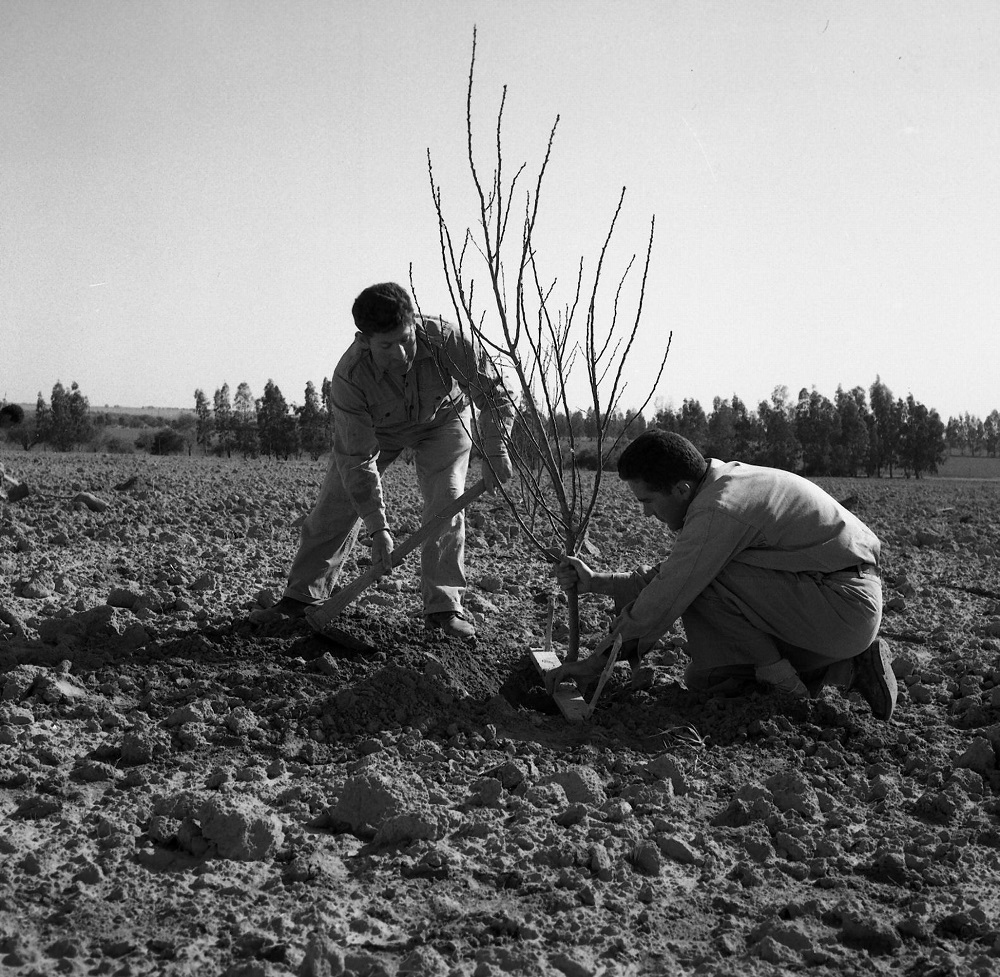 נטיעת העצים כחלק מביסוס המשק החקלאי בשנים הראשונות בנירים (NPS\280706)