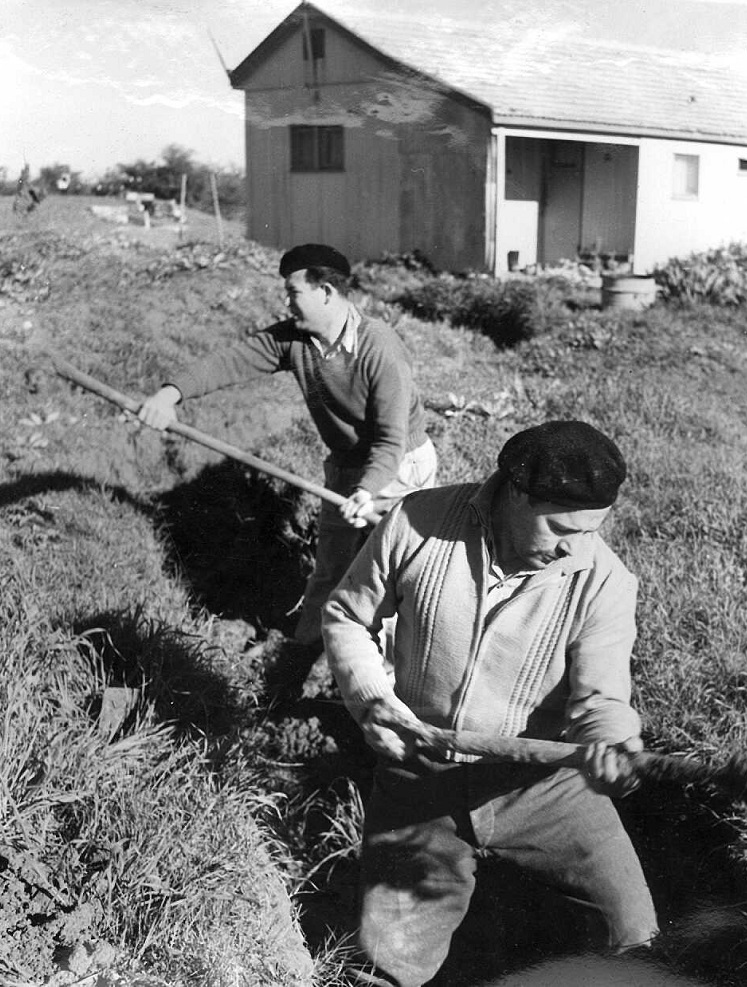 מתנדבים מירושלים מסייעים בחפירת ביצורים סביב קיבוץ נחל עוז, ינואר 1956. (PHKH\1287701)