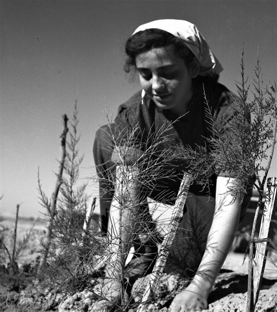 חברת בית אשל מטפלת בעץ צעיר במשתלה, 1944. (NKH\484601)