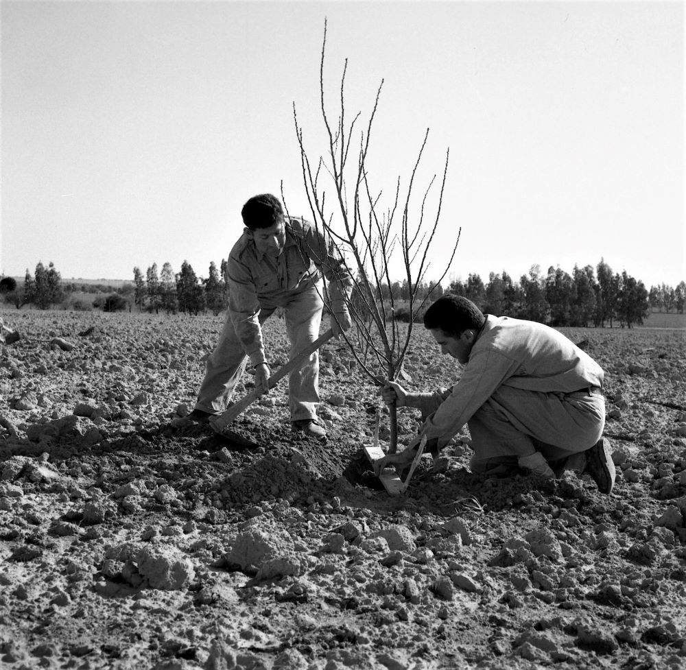 חברי קיבוץ נירים שותלים עץ באדמה (NPS\280706)​