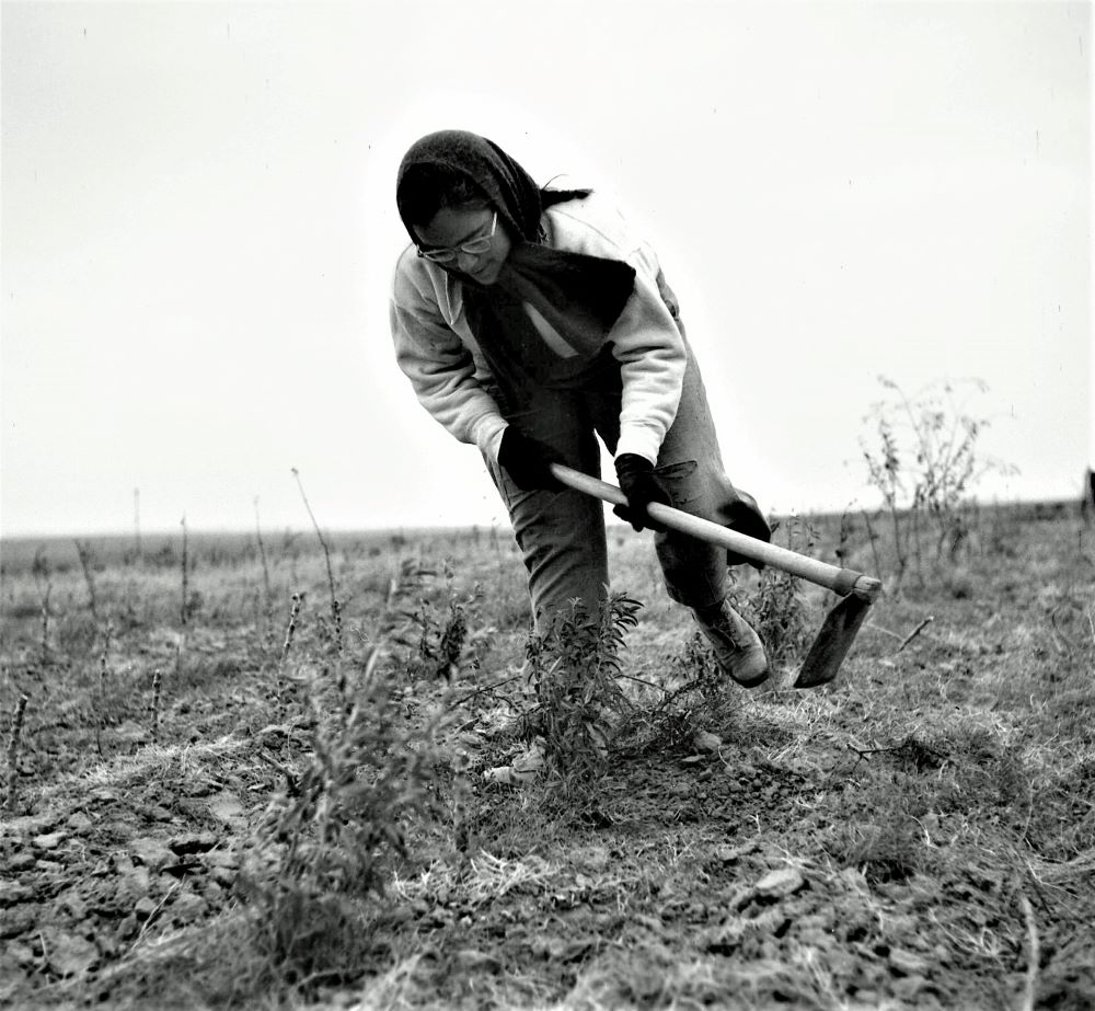 חברת קיבוץ כיסופים עודרת את הקרקע, 1953. צילום: פריץ שלזינגר (NSC\107996)