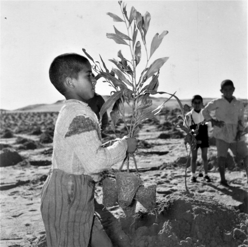 ילד אוחז בשתילי עצים באזור הדרום, 1939. (PHAY\1680312)