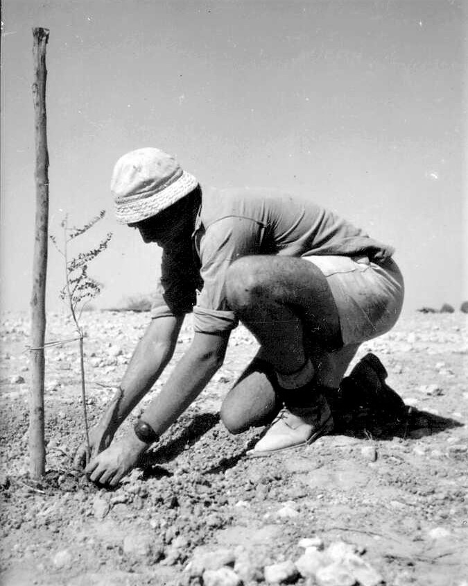 נטיעת  עצים ראשונים ביישוב חדש בנגב, 1946 (PHG\1008018)
