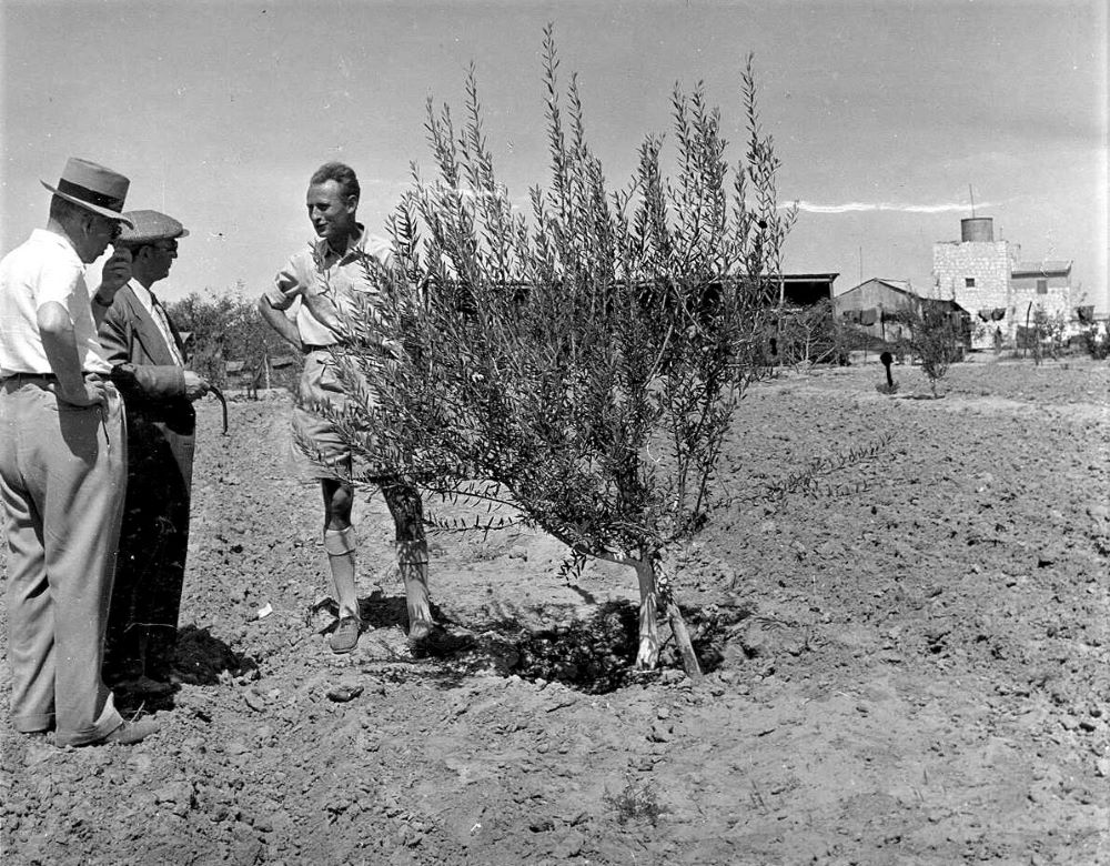 מזכיר הישוב בית אשל מסביר על גידול עצי זית בנגב, 1947. (PHKH\1260614)