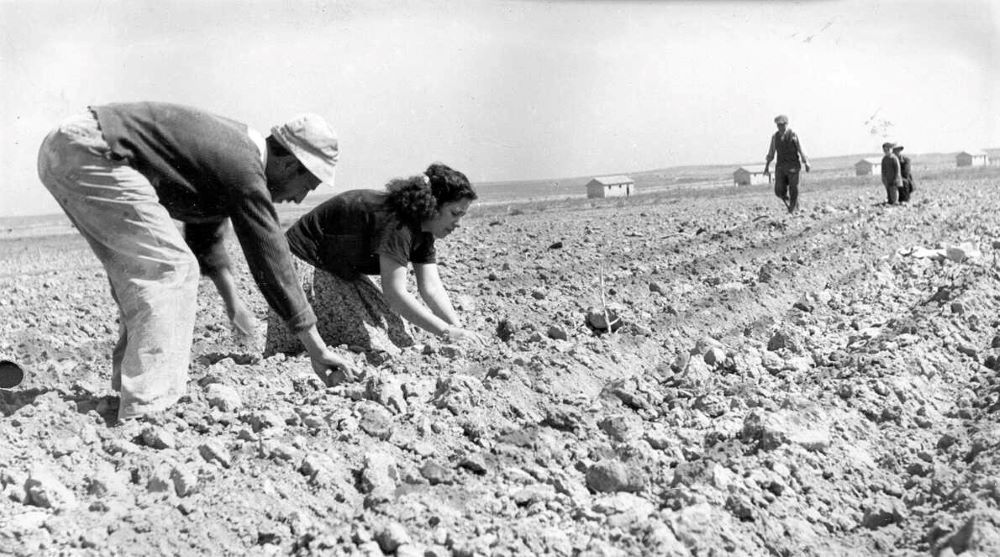חקלאי מושב גילת מכשירים את הקרקע לזריעה, 1950. (PHKH\1278130)