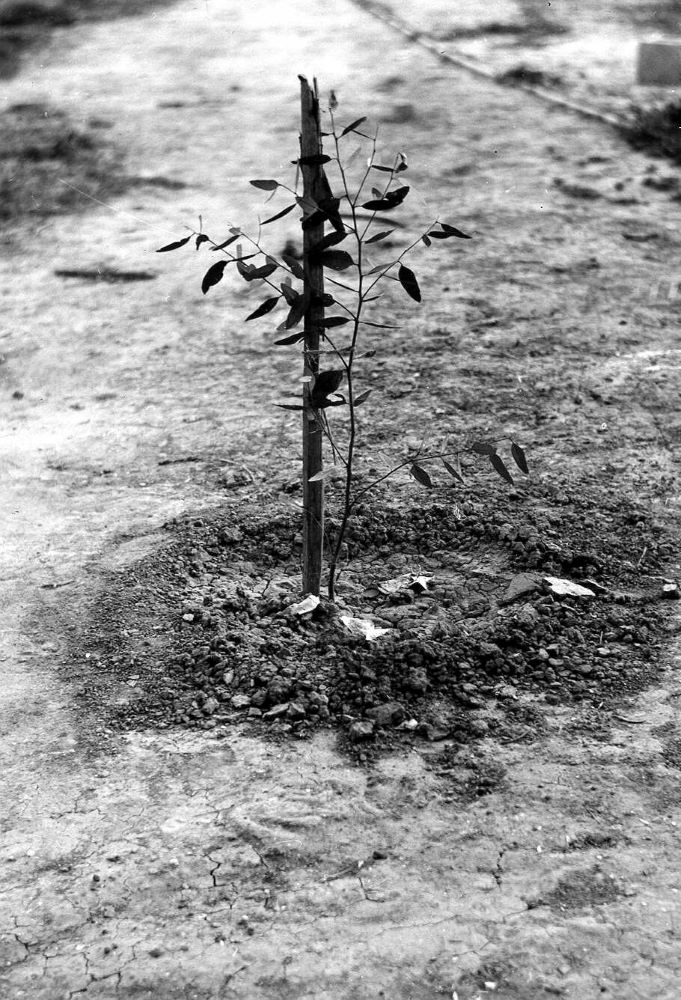 "הפרחת השממה" בנגב – בעיניו של הצלם פריץ שלזינגר, מרץ 1951. (PHSC\1204350)