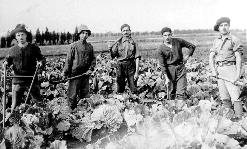 קבוצת תלמידים מעבדים את שדות מקוה ישראל ב־1920.