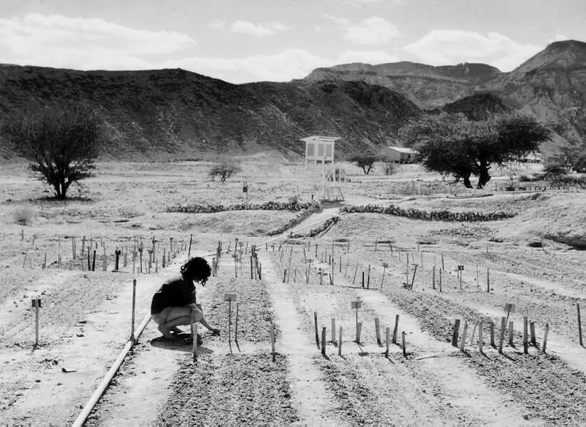 תחנת מדידה בסמוך למשתלה במחנה גדנ"ע בבאר אורה, 1951