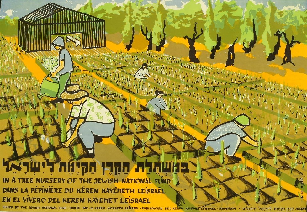 גידול שתילים לנטיעה במשתלת הקרן הקימת, שנות ה־60