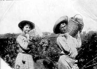 עונת הבציר בכרמי ראשון לציון ( PHG1019659) 