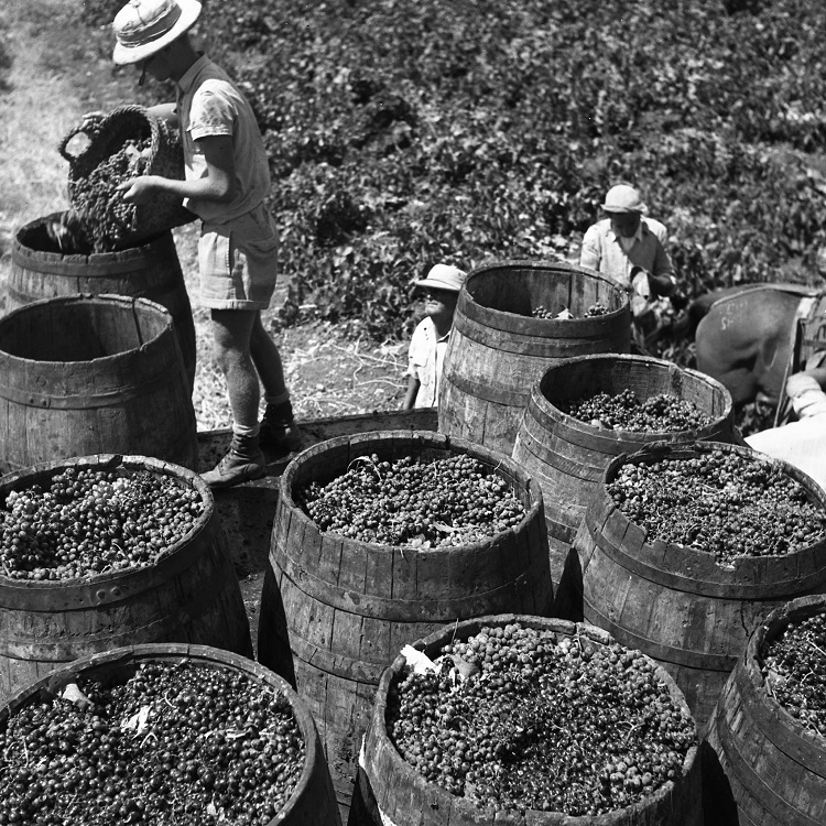  ​בציר ענבים, כרמי זכרון יעקב, אוסף קרן היסוד (NKH\437471)