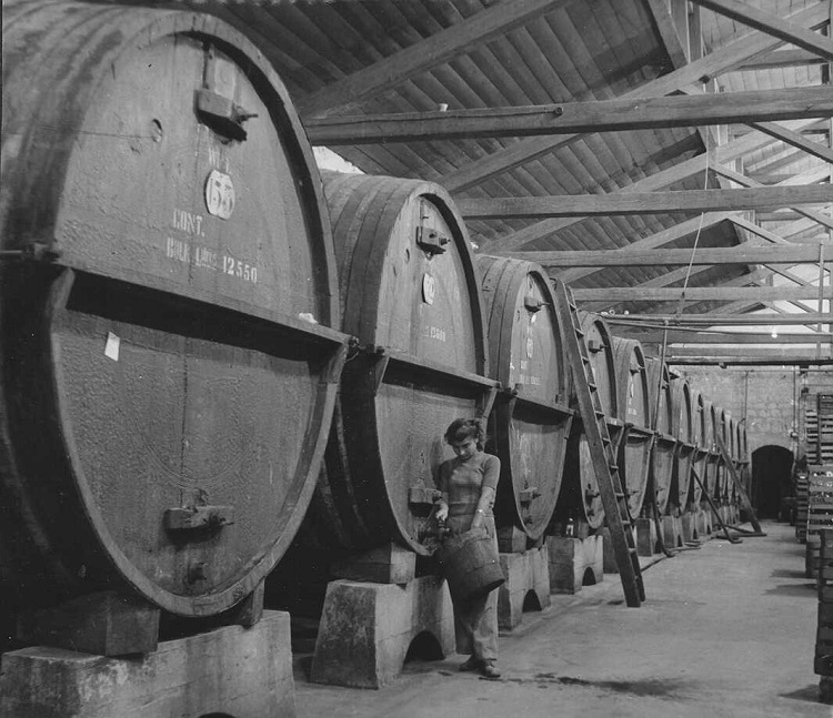 מרתף היקב בראשון לציון, 1951, אוסף קרן היסוד (PHKH\1265117)