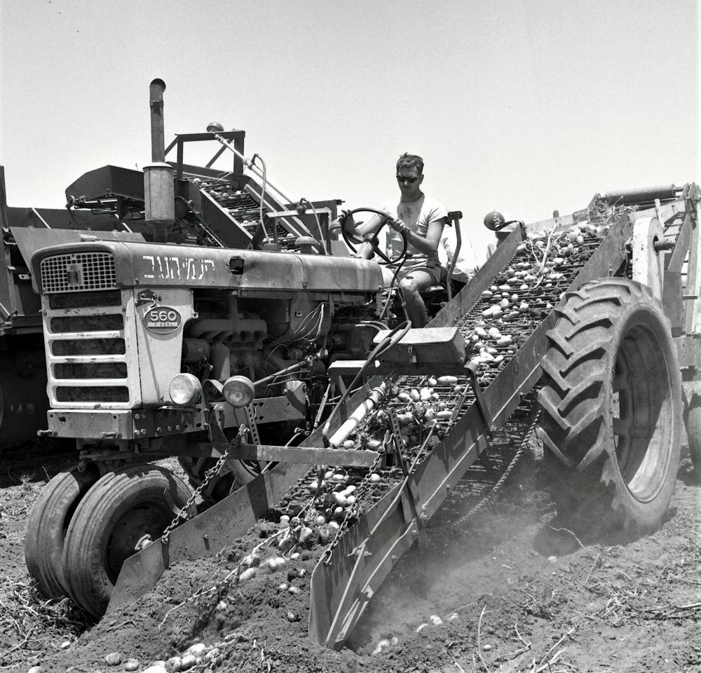 איסוף תפוחי אדמה על ידי מכונת "פיק־אפ" שהורכבה על טרקטור, בשדות מערב הנגב (NPS\265361)