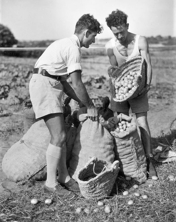 חקלאים מ"מצפה הים", לימים קיבוץ יד מרדכי, אורזים תפוחי אדמה בסלי יוטה לייצוא. ספטמבר, 1939. (PHAL\1611742)