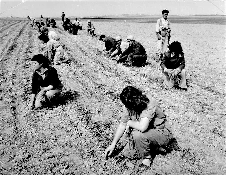 מתיישבי נחל עוז עובדים בשדה, 1953 (PHG\1017079)