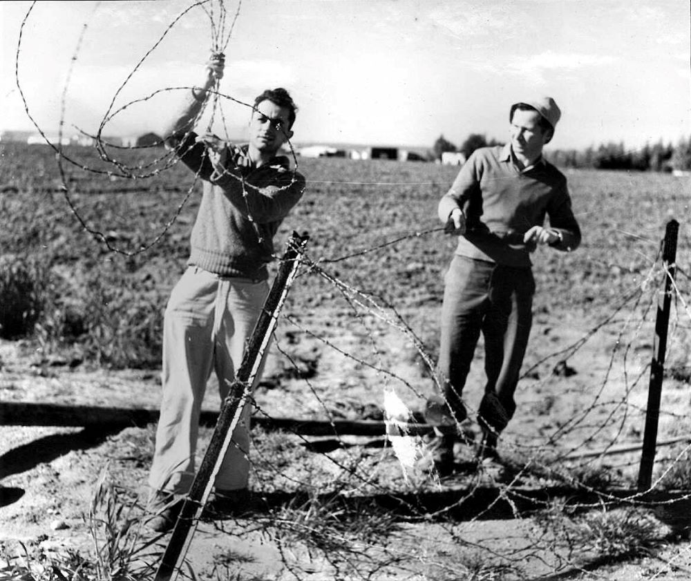 הקמת גדרי תיל בקיבוץ נחל עוז על ידי מתנדבים מירושלים, ינואר 1956. (PHKH\1287703)