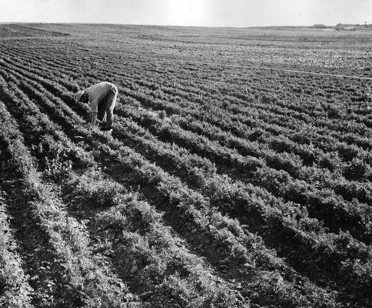 גידול גזר בשדות סעד, ינואר 1954. אוסף קרן היסוד (PHKH\1273496)
