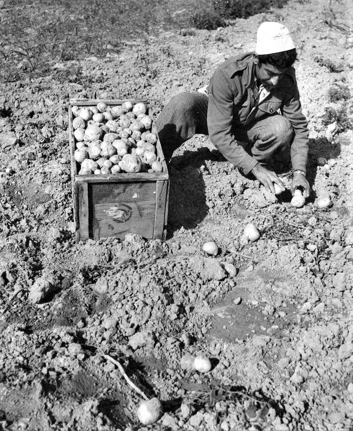 איסוף ידני של תפוחי אדמה במושב מסלול בנגב, 1954. (PHKH\1273507)