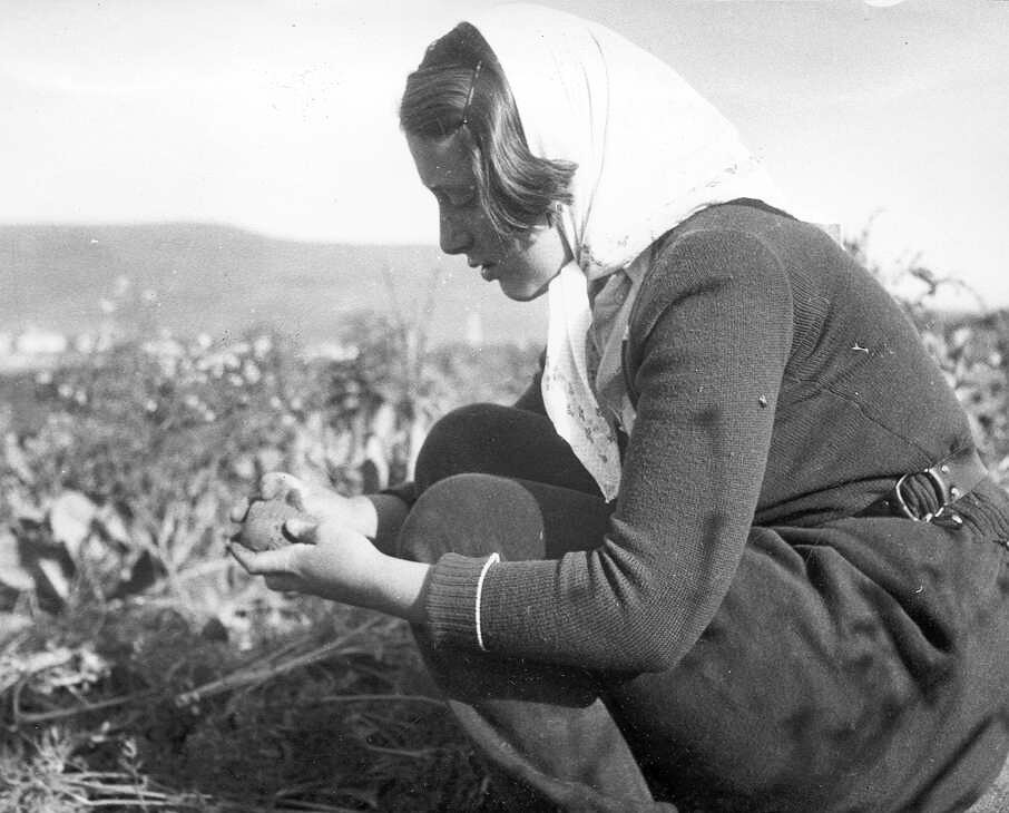 איסוף גזר ע"י נערה, שעלתה מגרמניה, דגניה, 1935 (PHKH\1277407)