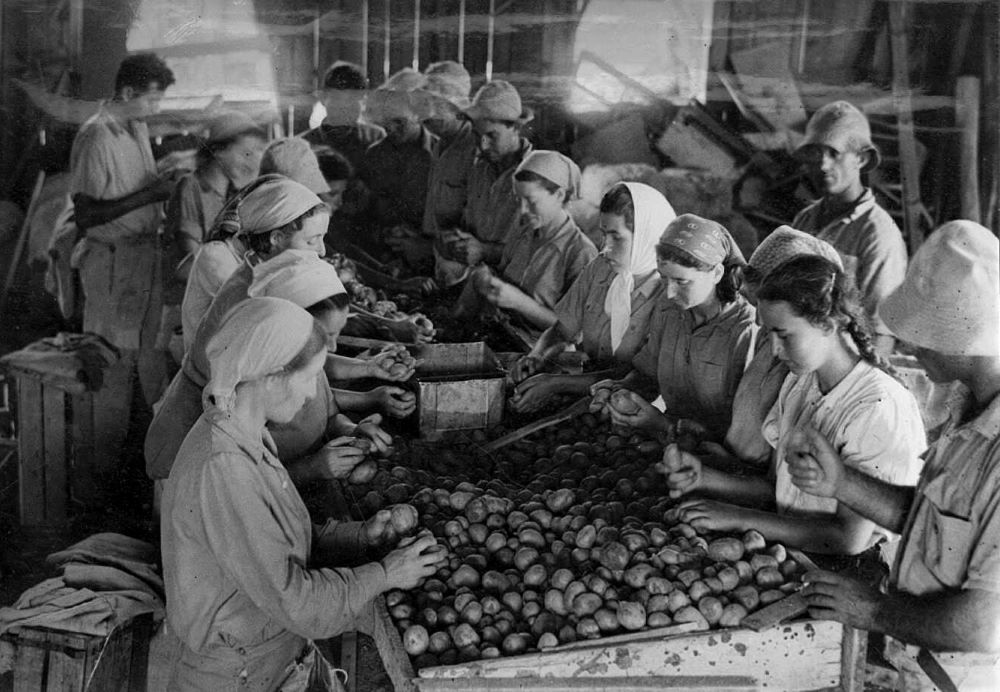 מיון תפוחי אדמה ידני בקיבוץ נגבה, 1943. (PHKH\1279833)