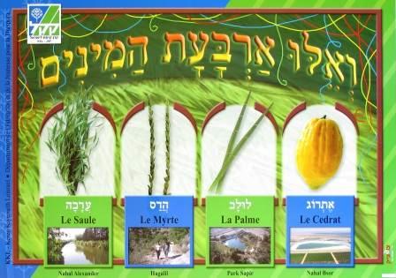 כרזה של קק"ל לחג הסוכות (KRA\3995)